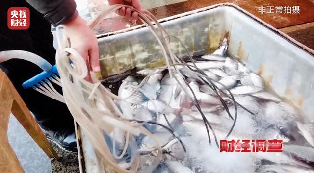  水产市场暗藏麻醉危机，央视暗访揭开活鱼运输黑幕。 新闻 水产市场暗藏麻醉危机，央视暗访揭开活鱼运输黑幕。 新闻
